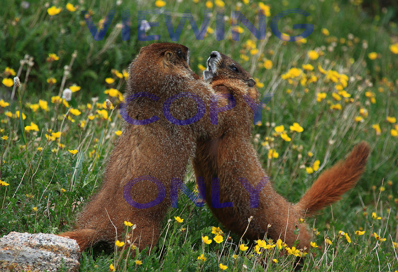 Fighting Marmots